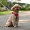 All-Purpose & Adjustable Walking Leash Harness For Small Sized Dogs